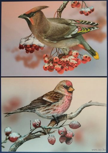 Свиристель. Обыкновенная чечотка. Беларусь. 2023 г.