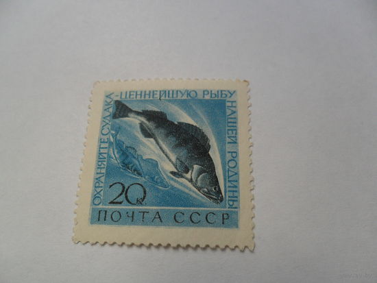 СССР, судак