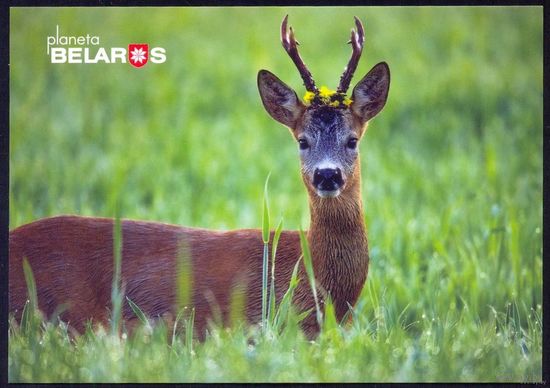 Планета Беларусь, косуля, Браславский район, 2022, тираж 3000.