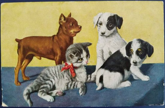 Три щенка и котенок. Германия. 1920-е гг.
