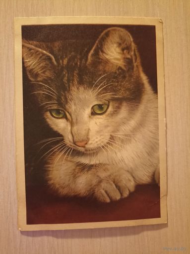 Котенок с зелеными глазами