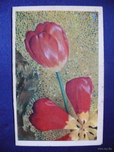Фото Березина В., С праздником 8 марта! 1971, двойная, подписана.