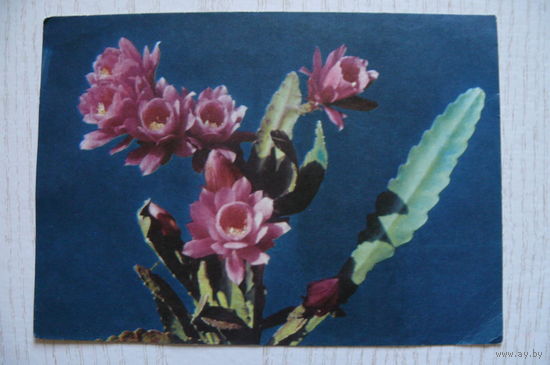 Егоров Ю., Цветущий кактус; 1968, подписана.
