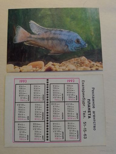 Карманный календарик. Аквариумные рыбы.1992 год
