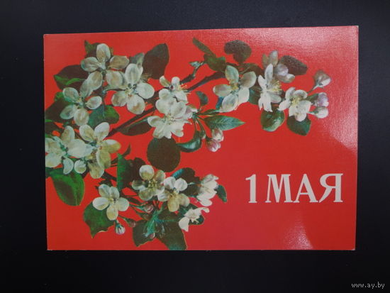 1 Мая.   Яблоневый цвет.  1988 г.
