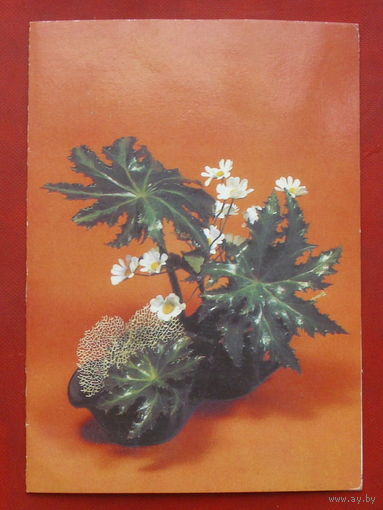 Цветы. Подписанная. Двойная. 1987 года. Фото Кравченко. 926.