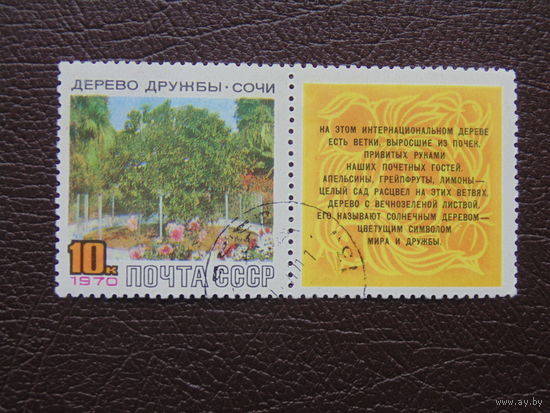 СССР 1970г. Дерево Дружбы. Сочи.