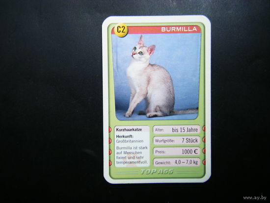 Карточка КОШКИ 22