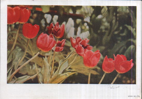 Подписанная открытка 1964г. "Тюльпаны" фото В. Панов