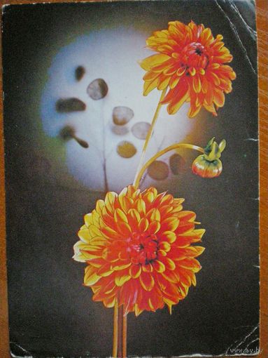 Киндрова.Д. Георгины. 1984, подписана.