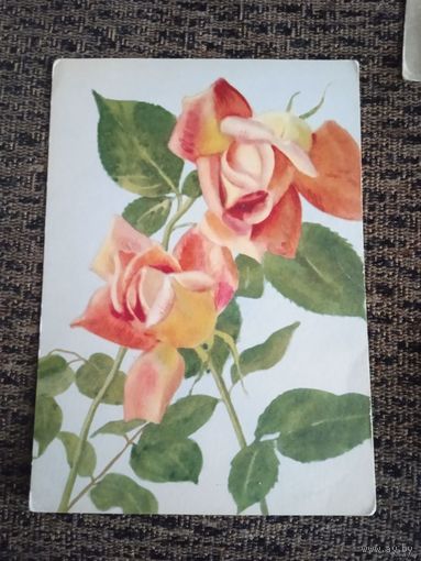 РОЗА-ПОЛЬША