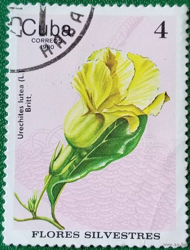 Куба 1980. Дикие цветы. Дикая Алламанда