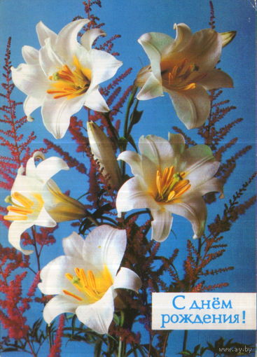 Чистая открытка 1988г. "С днем рождения! Лилии" фото П. Костенко