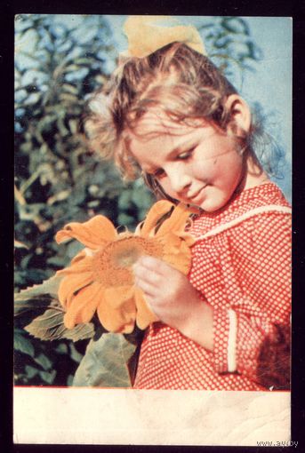 1970 год С.Томилин Красное лето