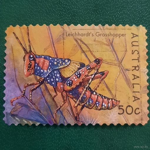 Австралия 2003. Кузнечик
