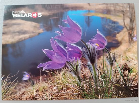 Серия "Планета "Беларусь" . Прострел (сон-трава). Открытка
