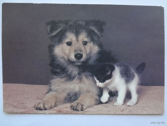 Календарик 1996 г. Щенок и котенок.