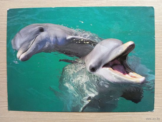 О-12. ПОДПИСАННАЯ ОТКРЫТКА. ГЕРМАНИЯ. ДЕЛЬФИНЫ.