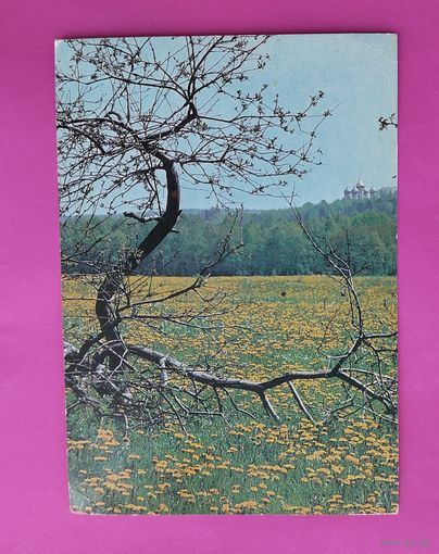 Одуванчики. Чистая. Фото Буркина. 1990 года. 2570.