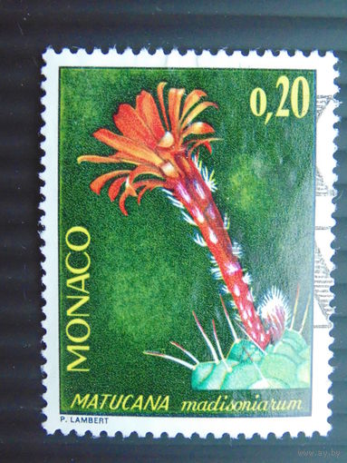 Монако. Кактус.