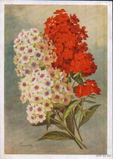 Подписанная открытка 1958г. "Флоксы" худ. И. Романов