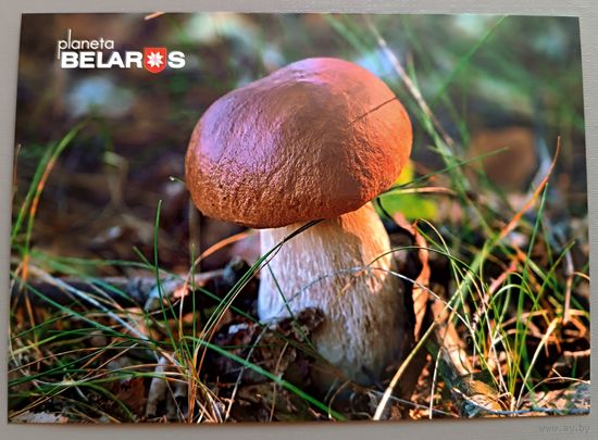 Серия "Планета "Беларусь" . Белый гриб. Открытка