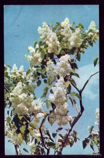 1970 год П.Смоляков Белая сирень