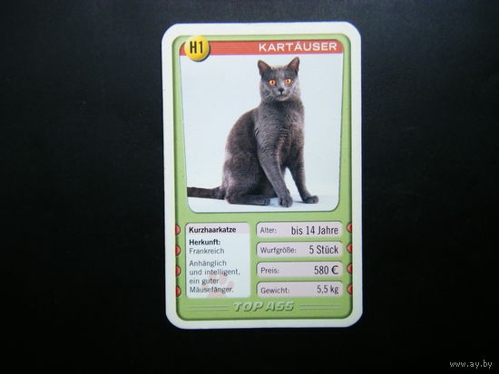 Карточка КОШКИ 24