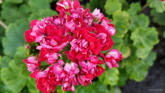 Герань розебудная,- молодой кустик