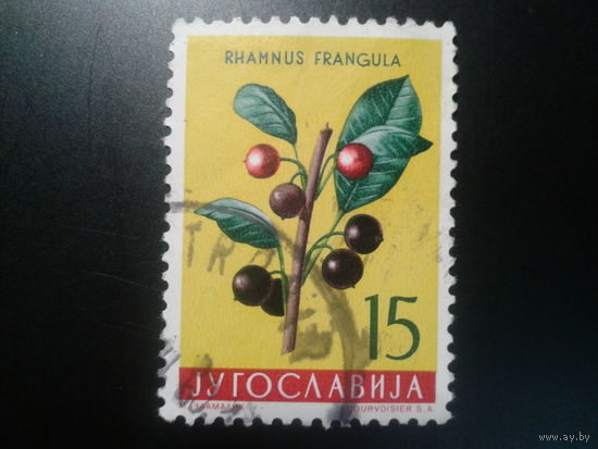 Югославия, 1959. Облепиха