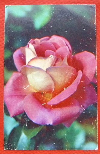 Роза " Гейл Борден". Чистая. 1983 года. # 156.