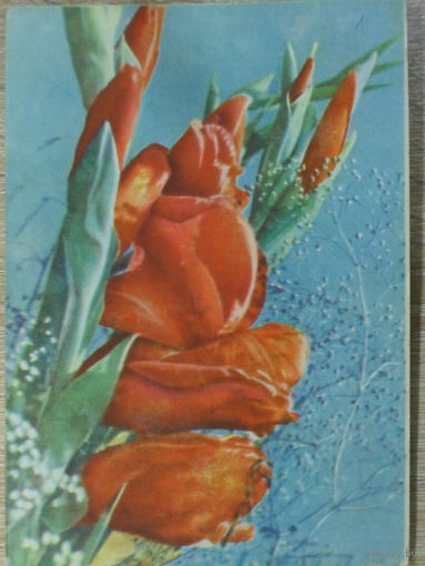 ПОДПИСАННАЯ ОТКРЫТКА СССР. "ГЛАДИОЛУСЫ" фото. Т. АНАНЬЕВОЙ 1965 год.