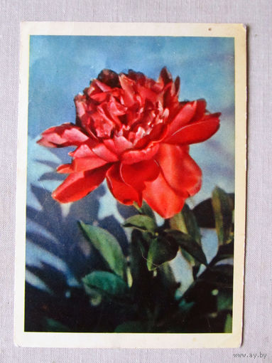 С027-0377 Открытка Пион Фото Раскин 1963 Чистая