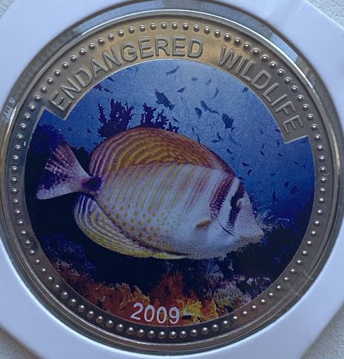 Палау 1 доллар 2009 г. Вымирающие виды. Zebrasoma veliferum. В холдере