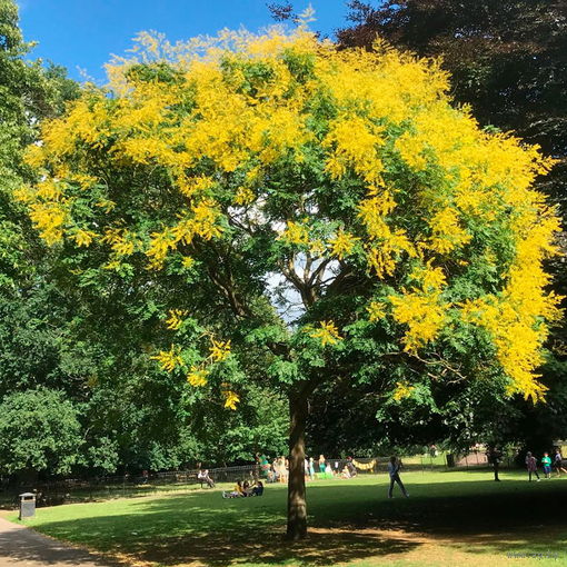 Кельрейтерия метельчатая Koelreuteria paniculata, морозостойкая, съедобная, лекарственная, декоративное дерево, ценная древесина, медонос
