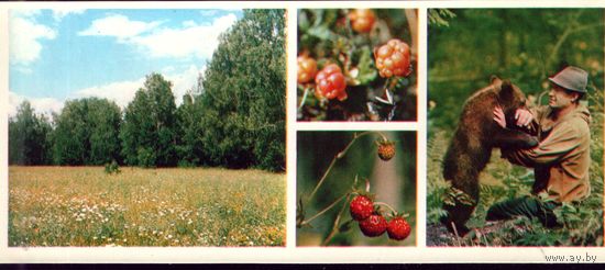 1979 год Ягоды,медвежонок