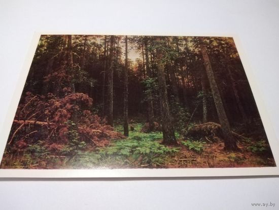 Открытка. И. И. Шишкин. Сосновый лес.