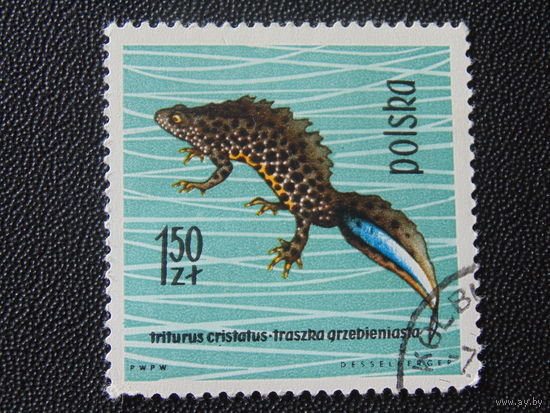 Польша 1963 г. Гребенчатый тритон.