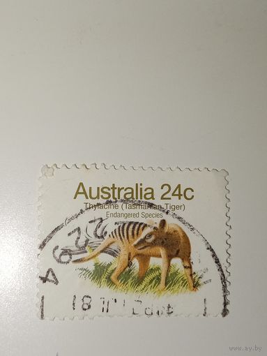 Австралия год 1981.  Тилацин (Thylacinus cynocephalus), вымерший хищный сумчатый зверь.