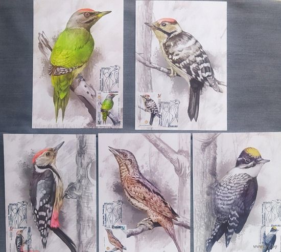 Картмаксимум "Дятлообразные", набор, глянец, 2022