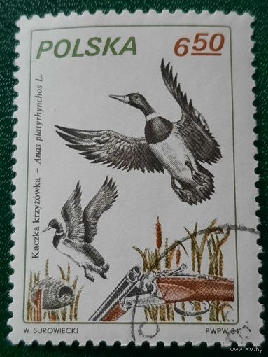 Польша 1981. Охота. Дикие утки. Марка из серии