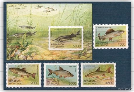 1997. 223-227. Редкие виды рыб водоемов Беларуси**