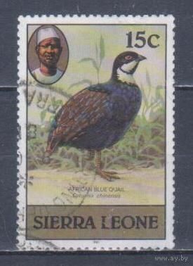 [2412] Сьерра Леоне 1981. Фауна.Птицы. Гашеная марка.