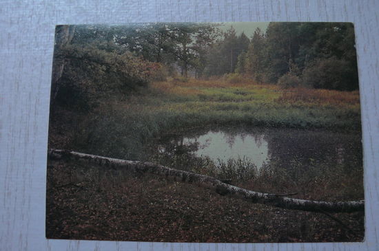 Гиппенрейтер В., Осень; 1988, чистая.