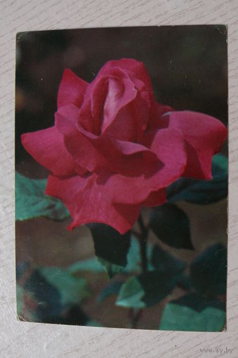 Матанов Н., Роза; 1982, чистая.