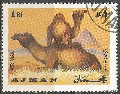 Аджман. Авиа. Верблюды. 1969г. St#552,