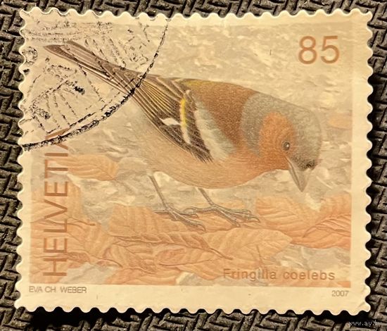 ЦІКАВІЦЬ АБМЕН! Fringilla coelebs (85)