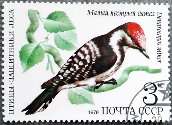 Марка СССР 1979 год Птицы