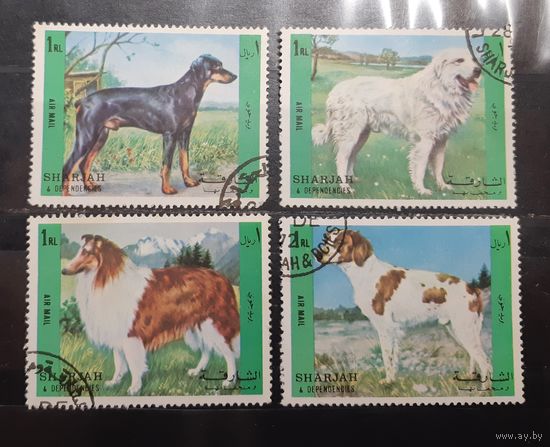 Шарджа. Фауна. Собаки (569)