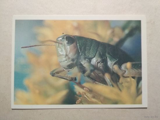 Карманный календарик. Кузнечик. 1991 год